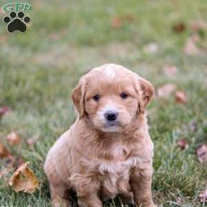 Roxy, Goldendoodle Puppy